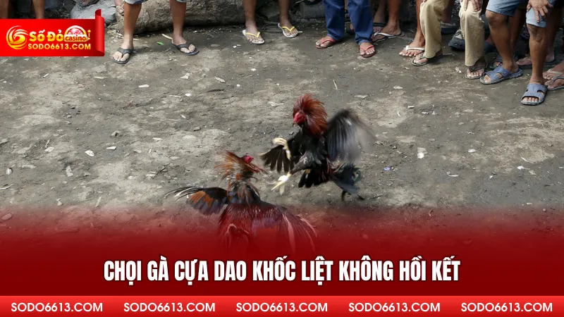 Chọi gà cựa dao khốc liệt không hồi kết