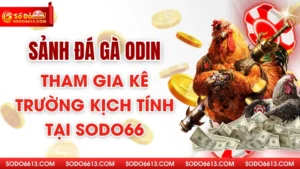 Sảnh Đá Gà ODIN - Tham Gia Kê Trường Kịch Tính Tại Sodo66