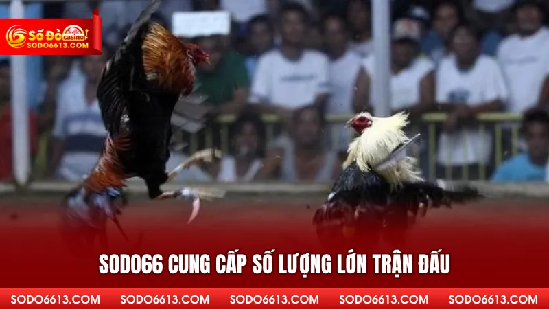 Sodo66 cung cấp số lượng lớn trận đấu