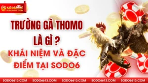 Trường Gà Thomo Là Gì - Khái Niệm Và Đặc Điểm Tại Sodo66